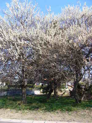 梅と桜