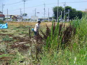 猛暑の中で150坪の草刈作業