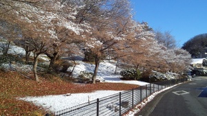 雪が咲かせた輝く花＜足利市八幡町＞
