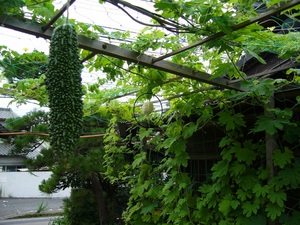 ほっておいても勝手にすくすく育つゴーヤ