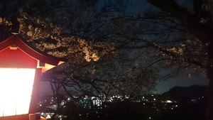 夕暮れの桜＜足利織姫神社＞