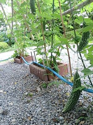 ゴーヤ「緑のカーテン早くも実り」