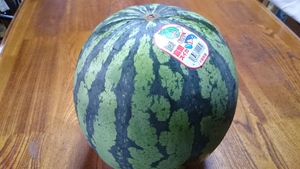 おいしいスイカを頂きました。富里スイカロードレース（千葉県）のお土産