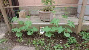 連休中に植えました　（ゴーヤ、キュウリ、ナス、トマト）