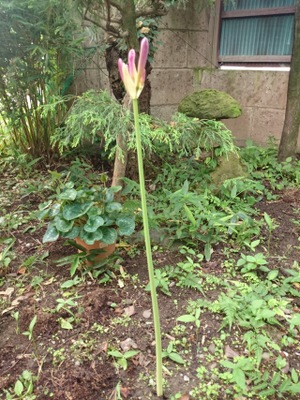 すいせんの花　気が付けば一晩でこの伸び