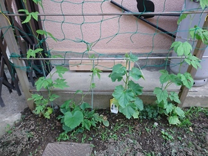 ゴーヤ苗植え・・・元々の根は何だ？